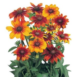 Hret Solhat 'Autumn Colors'