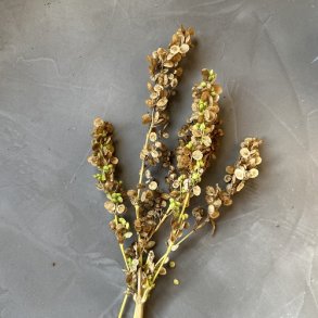 Grn Havemlde - kologisk