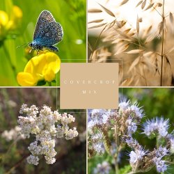Covercrop �ko Mix- Haveselskabet x Spirekassen