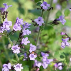 Hedebjergmynte 'Marvelette Blue'