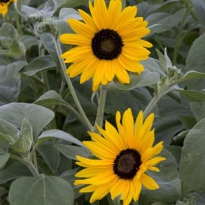 Solsikke 'Gold & Silver'