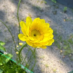 Helichrysum subulifolium 'Valentin'