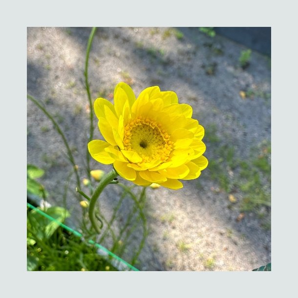 Helichrysum subulifolium 'Valentin'