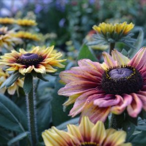 Hret Solhat 'Sahara'