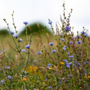 Hjemmehrende Grftekant - Flerrig