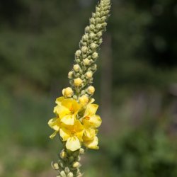 Hjertebladet kongelys - kologisk