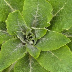 Hjertebladet kongelys - kologisk