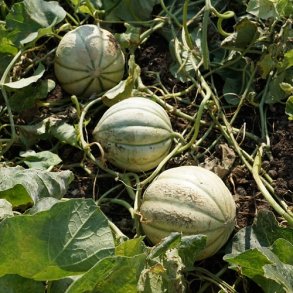Charentais melon - kologisk