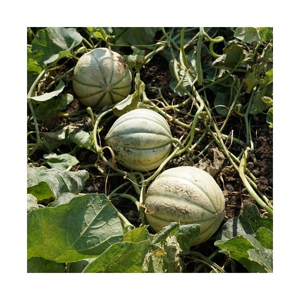 Charentais melon - kologisk