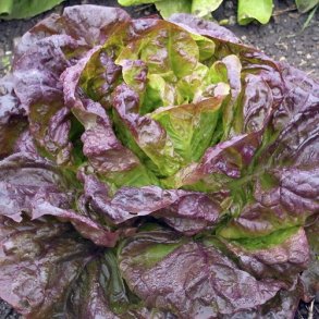 Hovedsalat 'Roxy' - kologisk