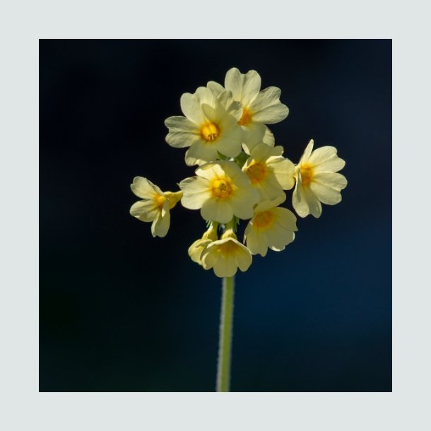 Hulkravet kodriver - XL