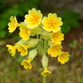 Hulkravet kodriver - kologisk