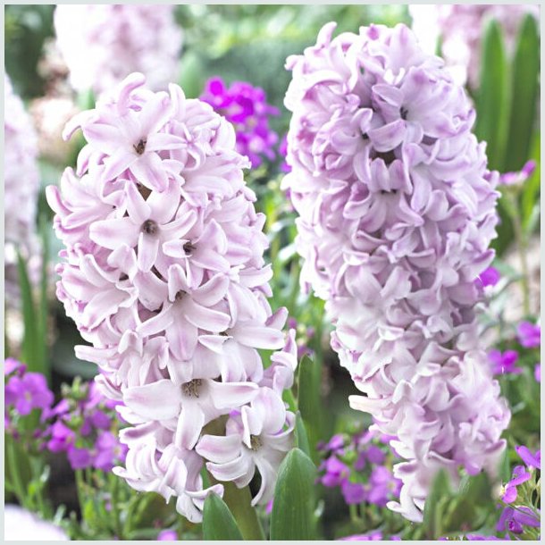 Hyacint 'Splendid Cornelia'