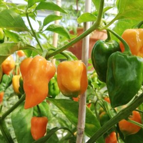 Chili 'Habanero Orange' - kologisk