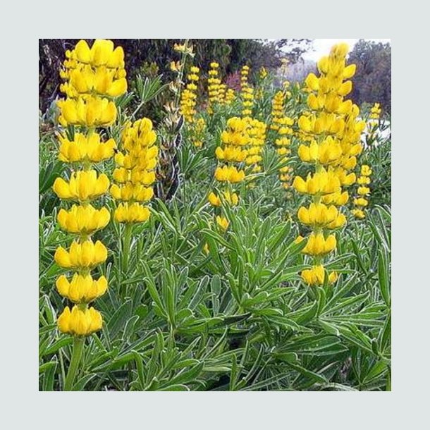 Lupin - Gul