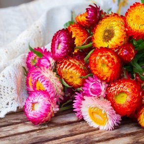 Evighedsblomst 'Roggli Riesen' - kologisk