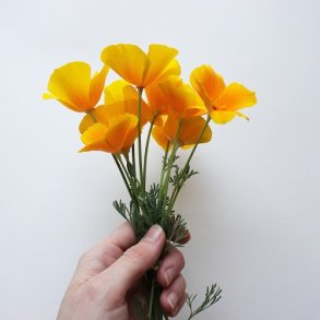 Californisk Guldvalmue - kologisk