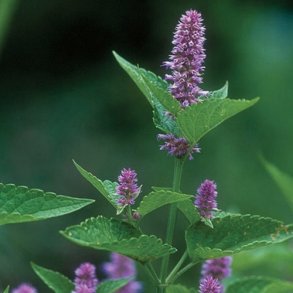 Indianermynte - kologisk