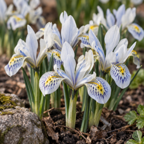 Iris 'Katharine Hodgkin' (Botanisk)