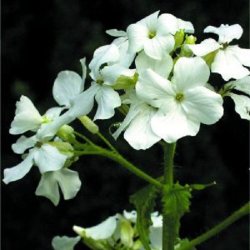 Judaspenge 'Alba'