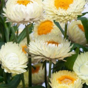 Evighedsblomst 'King Size Frosted Sulphur'  