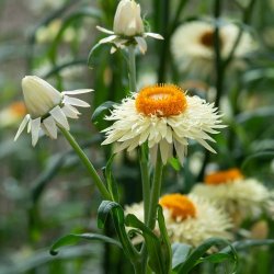 Evighedsblomst 'King Size Frosted Sulphur'  