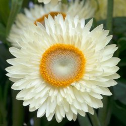 Evighedsblomst 'King Size Frosted Sulphur'  