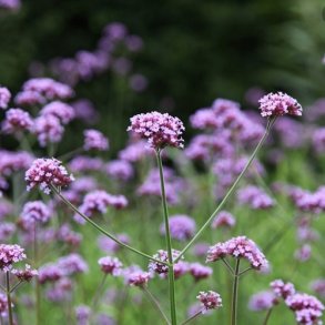 Kmpe Verbena - kologisk