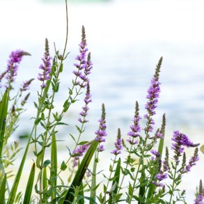 Kattehale  - Hjemmehrende