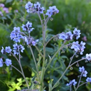 Kinesisk Hundetunge - kologiske