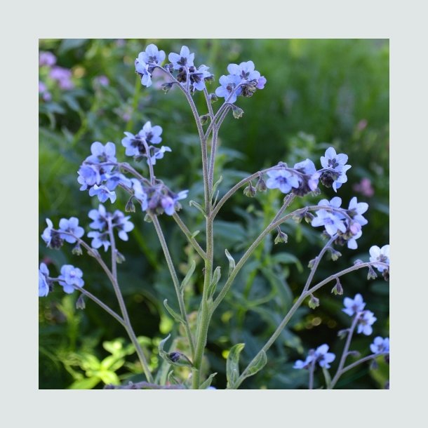 Kinesisk Hundetunge - kologiske