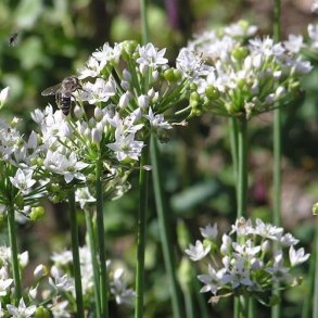 Kinesisk Purlg - kologisk