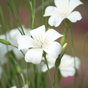 Sommerklinte 'Ocean Pearls' - XL
