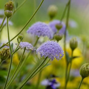 Kniplingeblomst - kologisk