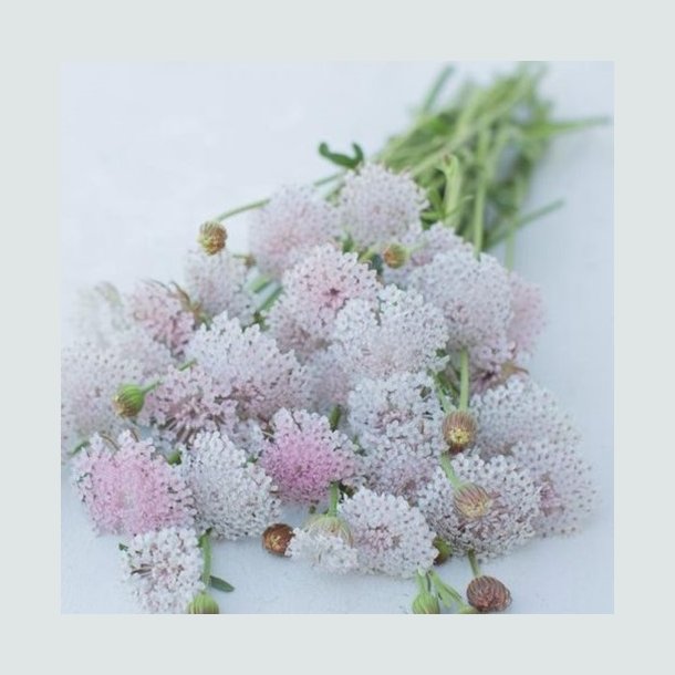 Kniplingeblomst 'Lace Pink'