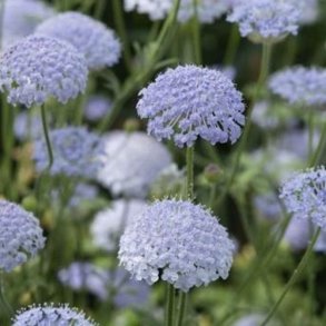 Kniplingeblomst 'Lace Blue' 