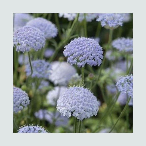 Kniplingeblomst 'Lace Blue' 