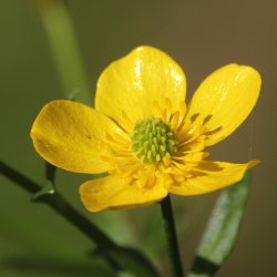 Knoldranunkel - Hjemmehrende