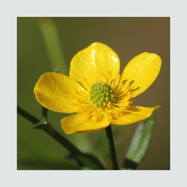 Knoldranunkel - Hjemmehrende