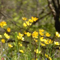 Knoldranunkel - Hjemmehrende