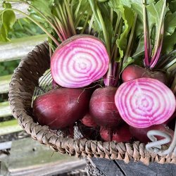 Haveselskabets Kkkenhaveskole 2025