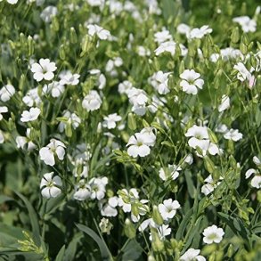 Konellike 'Hvid'- kologisk