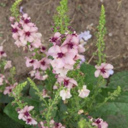 Kongelys 'Southern Charm'