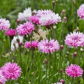 Kornblomst 'Ball Pink' - XL