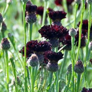 Kornblomst 'Ball Black' - XL