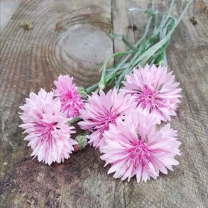 Kornblomst 'Rose Shade' - XL