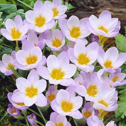 Botanisk krokus sieberi 'Firefly'