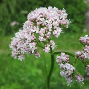 Lgebaldrian - kologisk