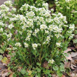 Lgekokleare - Hjemmehrende - kologisk