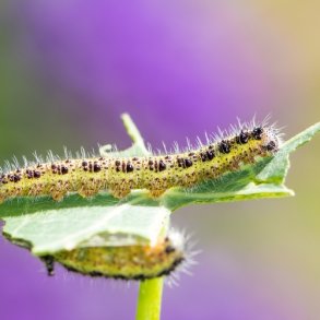 Biologisk bekmpelse - Larvex